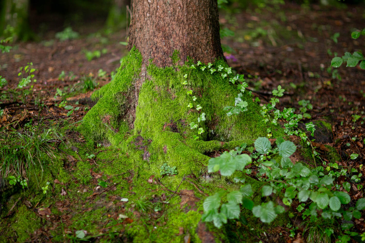 © Birgit Maier